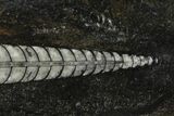 Polished Fossil Orthoceras (Cephalopod) - Morocco #138395-1